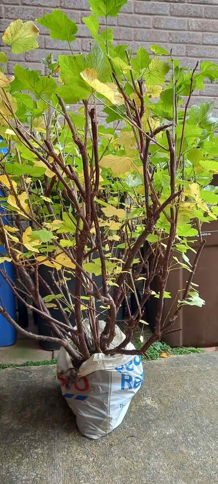 Photo of free Red currant bush (Gleadless S12) #2