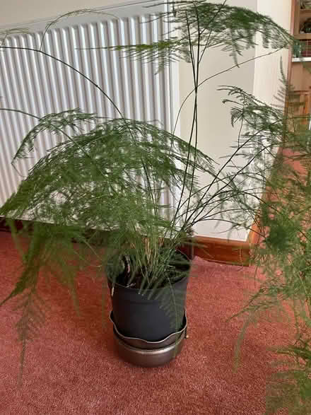Photo of free House plants (Crooklands LA7) #1