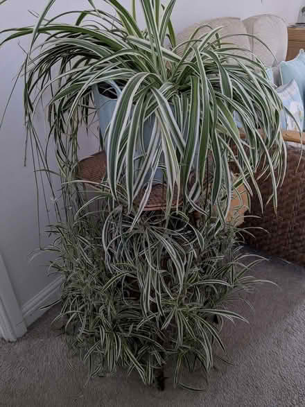 Photo of free Large spider plant (S12 Gleadless Townend) #2