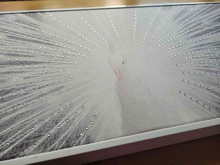 Photo of free Framed White Peacock Art Print (New Longton PR4 4) #3