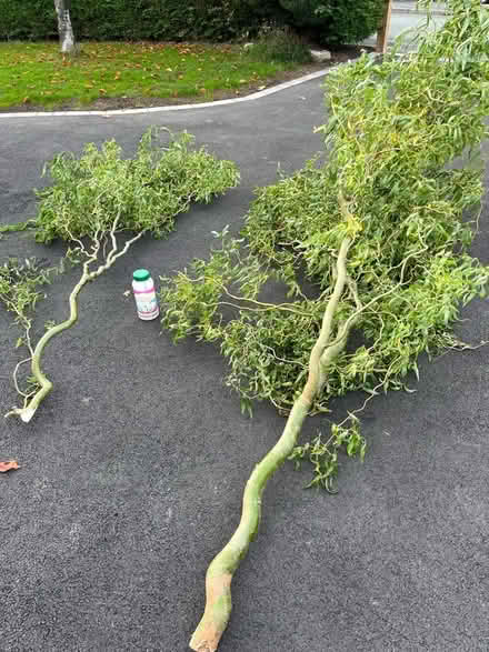 Photo of free Willow - branches/offcuts (Ifton Heath SY11) #1