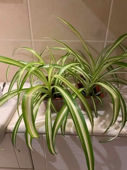 Photo of free Spider plants (Waltham Abbey EN91) #1