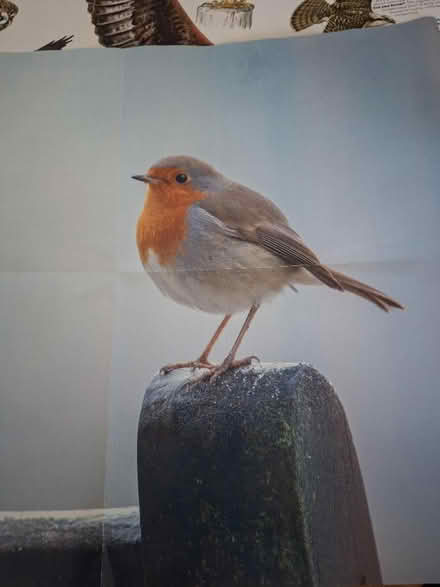 Photo of free 2 double sided bird posters (Panshanger AL7) #4