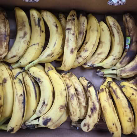 Photo of free Over Ripe Bananas (Chiquita Av MtnVw) #3