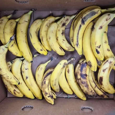 Photo of free Over Ripe Bananas (Chiquita Av MtnVw) #4
