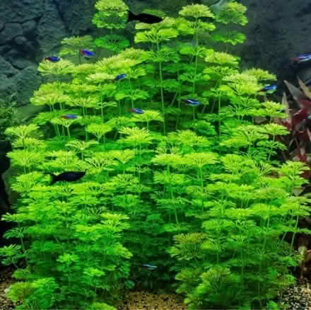 Photo of free Aquarium live plants - Ambulia (NR7) #3