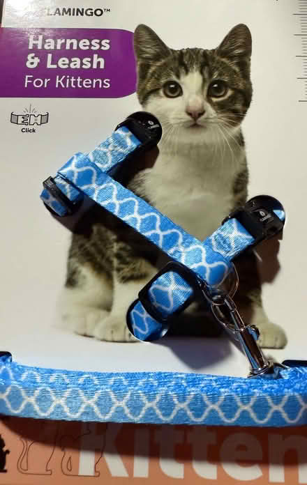 Photo of free Blue Kitten Harness (Stanford in the Vale SN7) #1