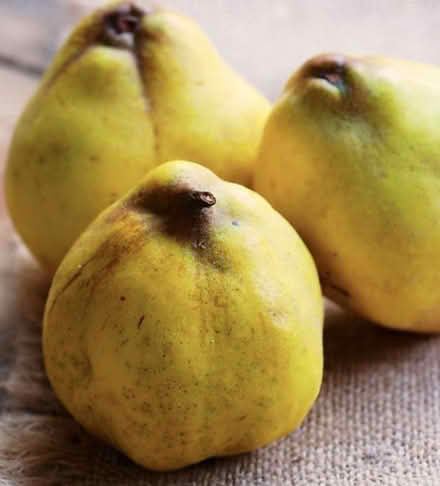 Photo of Quinces (Tipton) #1