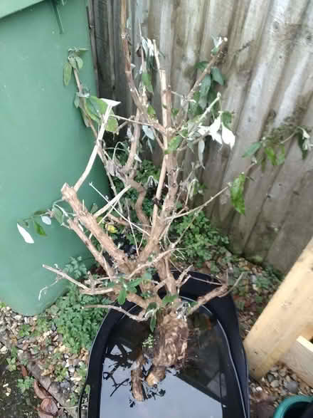 Photo of free Large bareroot buddleia (London Rd, HW HP11) #1