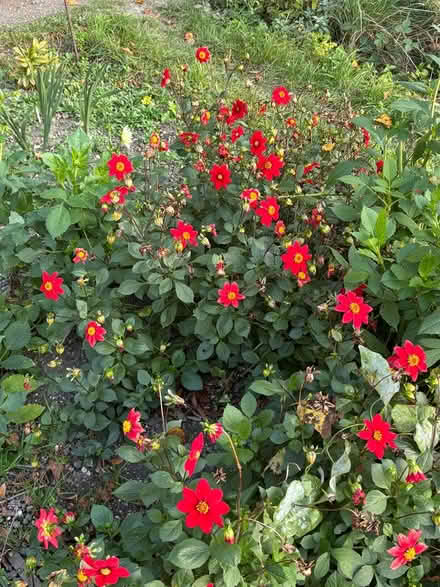 Photo of free Dahlia tubers (Hitchin SG4) #1
