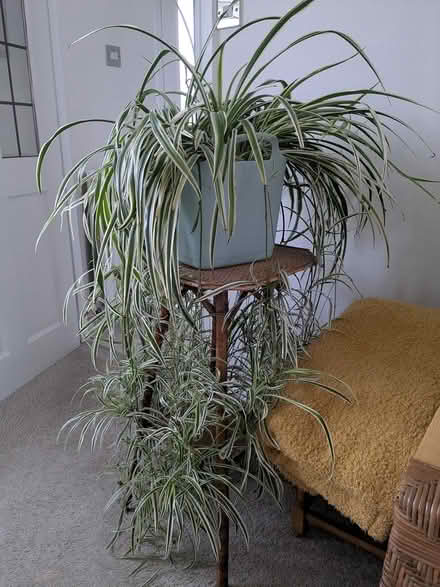 Photo of free Large spider plant (S12 Gleadless Townend) #1