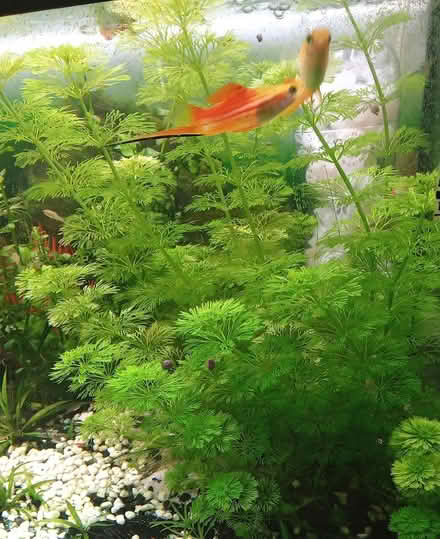 Photo of free Aquarium live plants - Ambulia (NR7) #4