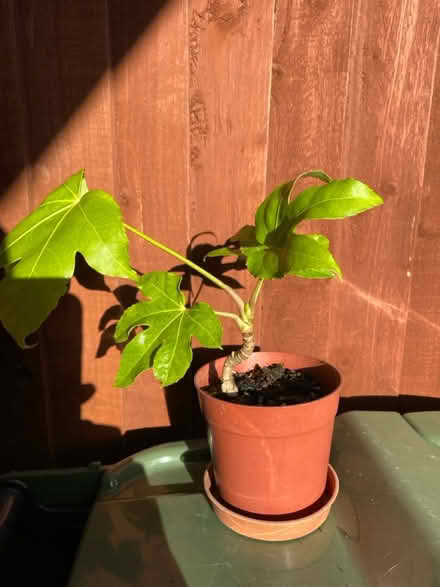 Photo of free Outdoor plant (Waterlooville PO7) #1