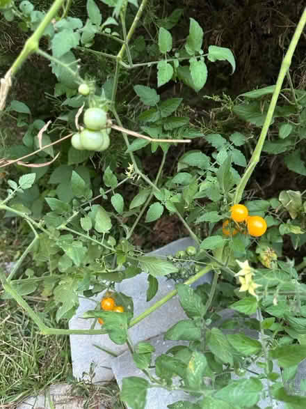 Photo of free Tomatoes (Acworth/Kennesaw Wade Green Rd) #1