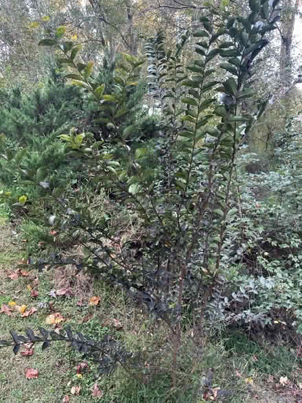 Photo of free Two volunteer crepe myrtle plants (Acworth/Kennesaw Wade Green Rd) #1