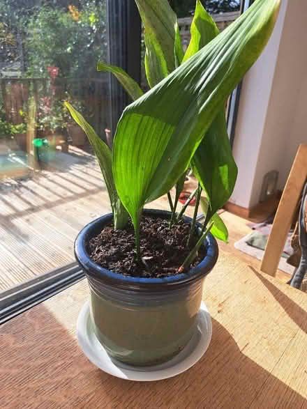 Photo of free Aspidistra plant (Weston) #1