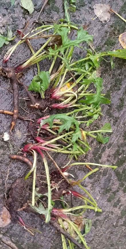 Photo of free Perennial garden plants (Dearnley OL15) #2
