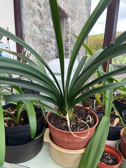 Photo of free Clivia house plant. (Crooklands LA7) #1