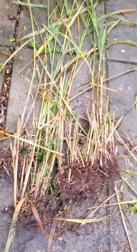 Photo of free Perennial garden plants (Dearnley OL15) #1