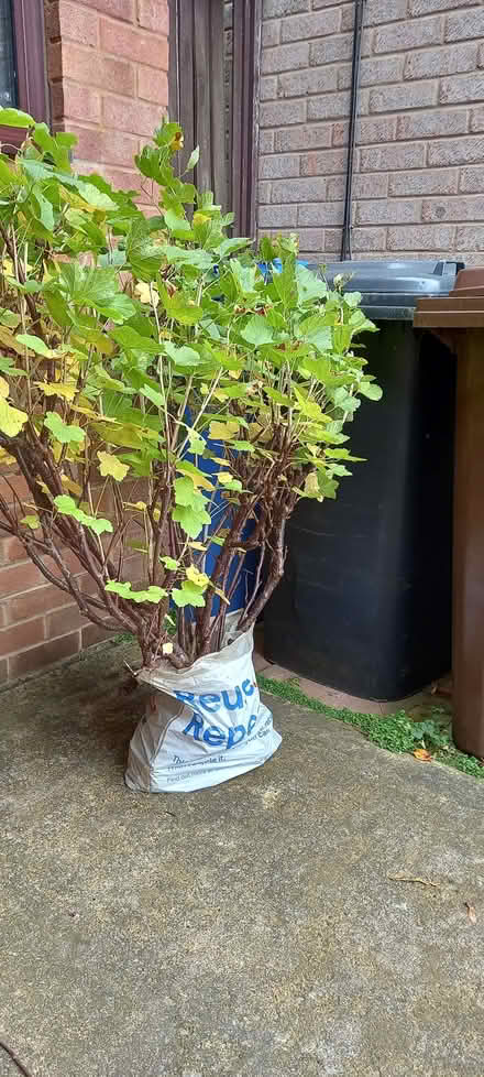 Photo of free Red currant bush (Gleadless S12) #1