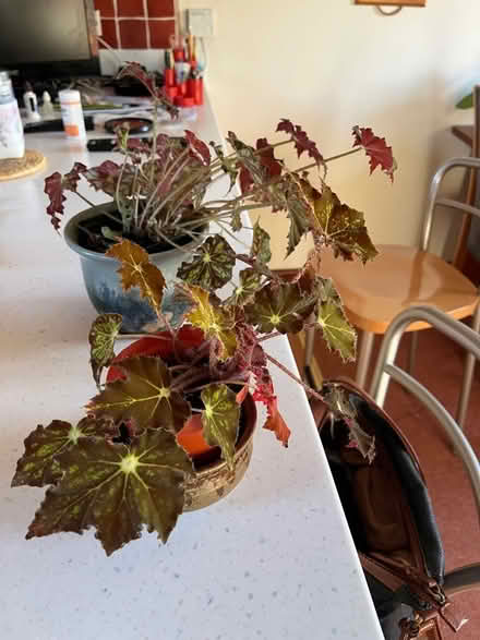 Photo of free Begonia house plants (Crooklands LA7) #1