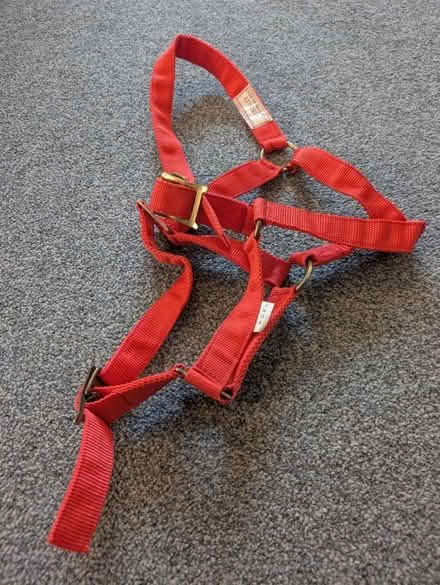 Photo of free Head collar (Southsea PO5) #1
