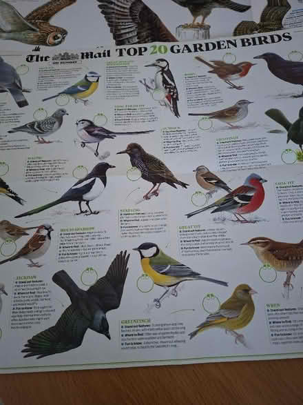 Photo of free 2 double sided bird posters (Panshanger AL7) #3