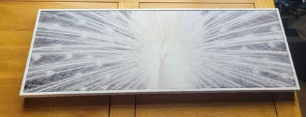 Photo of free Framed White Peacock Art Print (New Longton PR4 4) #1