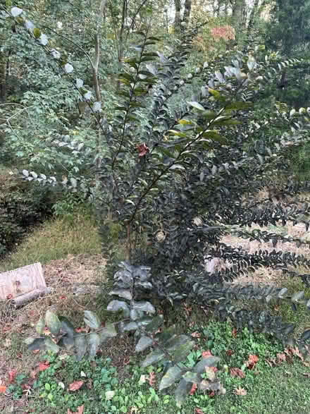 Photo of free Two volunteer crepe myrtle plants (Acworth/Kennesaw Wade Green Rd) #2