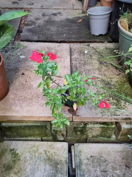 Photo of free Small red salvia plant (L1 Liverpool City Centre) #1