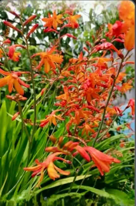 Photo of free Small bag of Montbretia bulbs (Ifton Heath SY11) #1