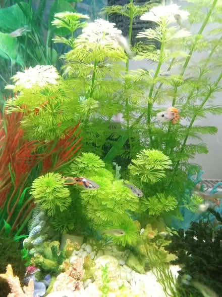 Photo of free Beautiful tropicals (NR7) #1