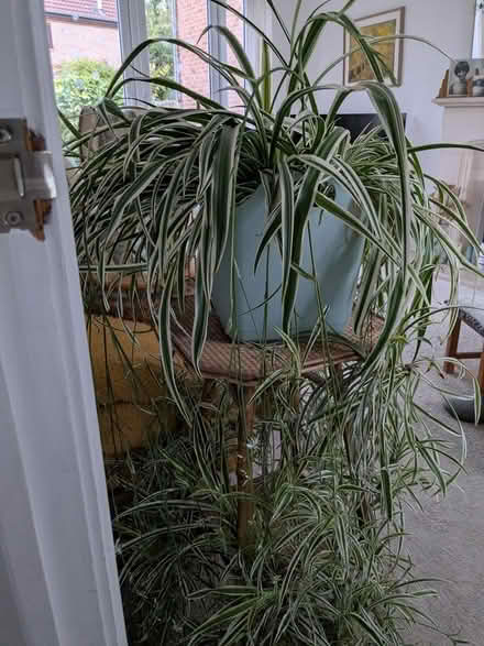 Photo of free Large spider plant (S12 Gleadless Townend) #3