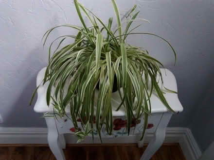 Photo of free Plant (Honley HD9) #1