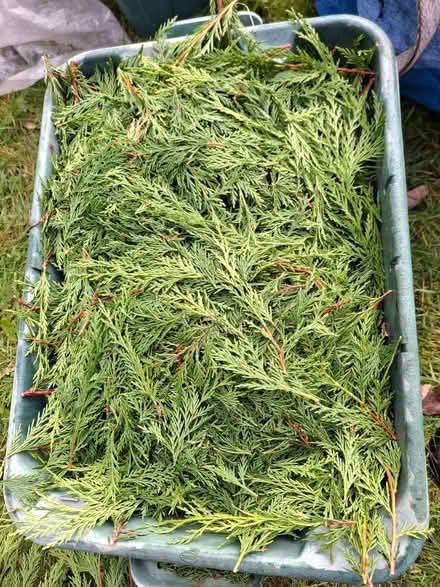 Photo of free Hedge trimmings for composting, etc (Abraham Heights LA1) #3