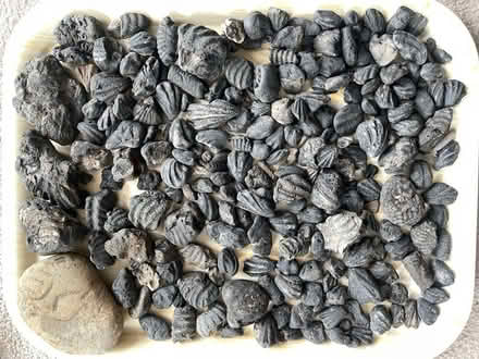 Photo of free Fossils (Rusthall TN4) #1