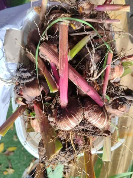 Photo of free Gladioli bulbs (Tipton) #1
