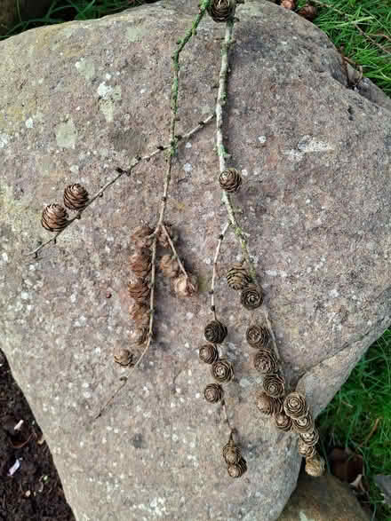 Photo of free Hedge trimmings for composting, etc (Abraham Heights LA1) #4