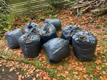 Photo of free Leaves to make leaf mould (BT10) #1