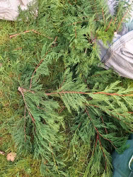 Photo of free Hedge trimmings for composting, etc (Abraham Heights LA1) #2