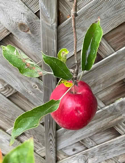 Photo of free Apple Tree (Hemel Hempstead, HP1) #2