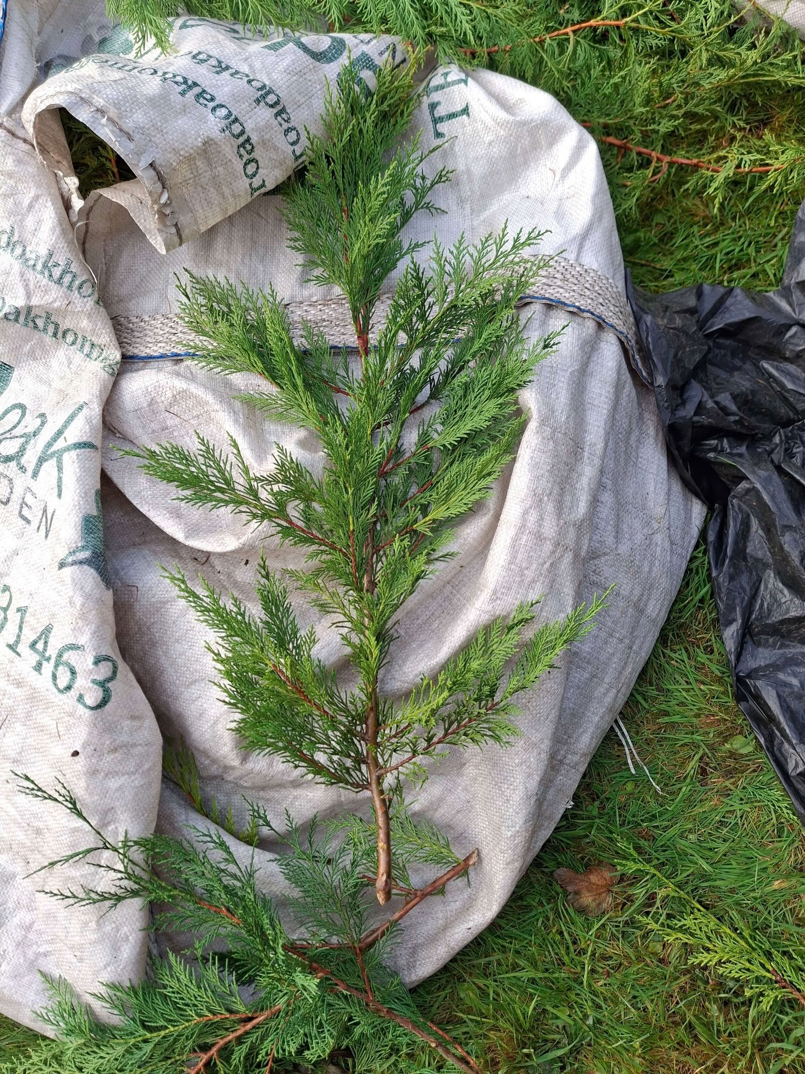 Free: Hedge trimmings for composting, etc (Abraham Heights LA1 ...