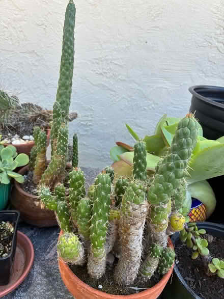 Photo of free Cactus (Union City near Quarry Lakes) #1