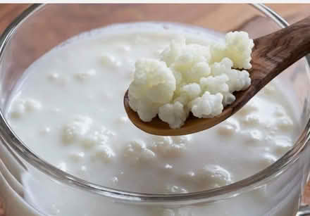Photo of Milk kefir grains (E4) #1