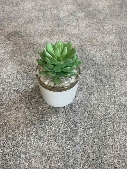 Photo of free Artifical succulent plant (Emsworth) #1