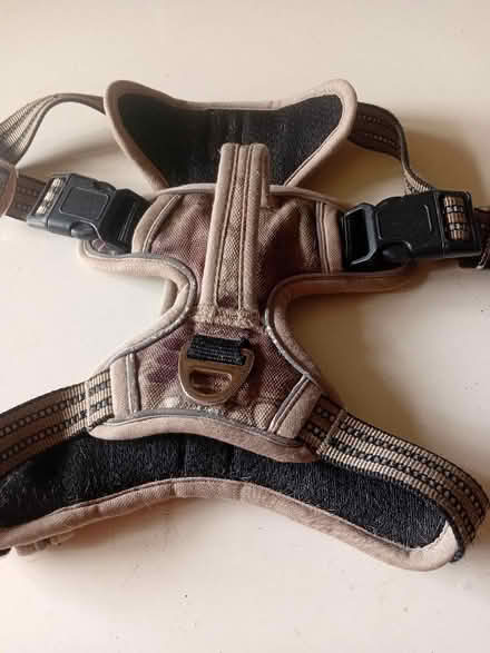 Photo of free Smallish dog, harness (Whitehill GU35) #1