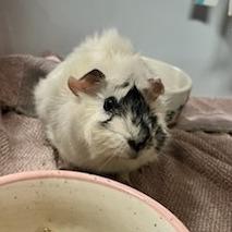 Photo of Guinea pig hampster supplies (Holyoke south) #1