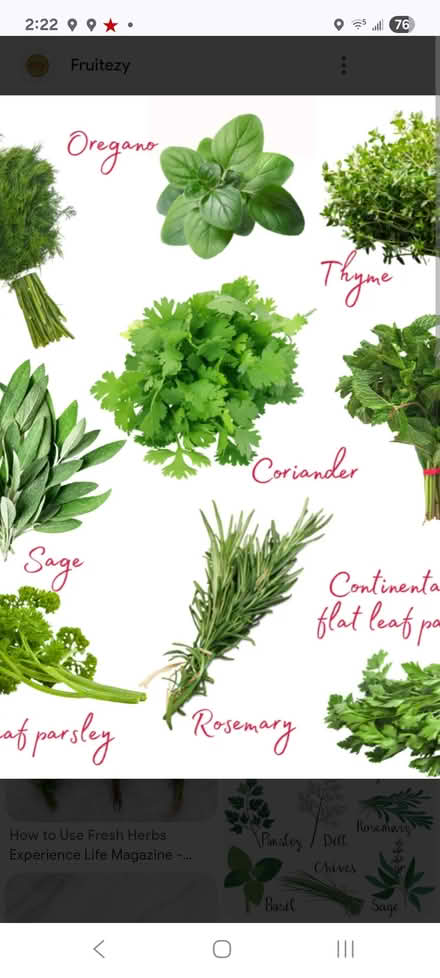 Photo of Fresh Oregano-Basil-Sage-Thyme (Brightwood-Takoma) #1