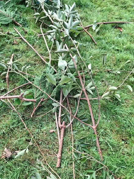 Photo of free Hedge trimmings for composting, etc (Abraham Heights LA1) #1
