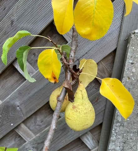 Photo of free Pear Tree (Hemel Hempstead, HP1) #3